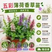 【香氣清新｜香草薄荷】五彩薄荷 會開花的薄荷 貓薄荷盆栽 陽臺盆栽 易養活 土培或水培皆可 耐熱耐寒 驅蚊驅蟲 香草盆栽