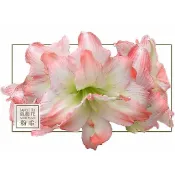 A605 粉柔 ◎久雅植科◎ 孤挺花 / 並蒂蓮球莖