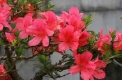 【優勢】日本皋月杜鵑苗~品種名“珍山“
