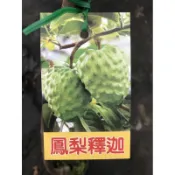 鳳梨釋迦 勿直接下標 蜜釋迦 釋迦苗 釋迦樹苗 佛頭果 台東 大果釋迦 大果鳳梨釋迦 不是 大目釋迦 榴槤釋迦 番荔枝