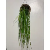 蕨類植物-垂葉書帶蕨—鳳尾蕨科（售圖二）