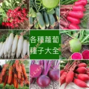 現貨 新種 蘿蔔種子大全（250粒）迷你蘿蔔 黃衚蘿蔔小蜜丸白蘿蔔七彩蘿蔔紫鴛鴦蘿蔔 手指衚蘿蔔種子有機迷你衚蘿蔔種籽