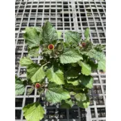 六神草 / 麻醉草 / 鐵拳頭 ｜3吋～傳統中草藥用植物⋯