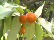 ╭＊田尾玫瑰園＊╯造林樹苗(毛柿)台灣黑檀木-木材堅實.心材部份呈黑色.生長緩慢.極為珍貴
