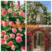 隔日達🌺當天出貨🌺【爬藤玫瑰花苗】帶葉子3吋盆 薔薇藤 月季花苗 玫瑰花苗 特大花 濃香型 庭院 陽臺 盆栽四季爬藤植物