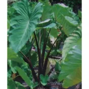 千年芋塊根100元(好種植)