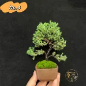 【漫步庭院】珍珠柏·小品盆栽｜植栽｜盆景