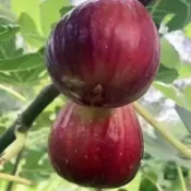 綠島花坊|台灣現貨現發無花果種子 多款無花果種子 紫皮 紅皮 青皮 超高發芽率 果實可食用