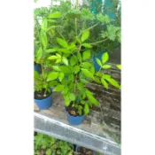 茂豐~盆栽   抹草   茉草    三吋$40    五吋$120  避邪植物   淨化