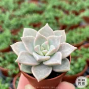 一吋迷你盆【銀紅蓮】多肉植物|多肉|景天科｜療癒小物| 組盆|可愛|［Xuan肉園］