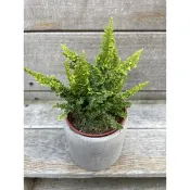 🪴綠植田園🪴細葉蕾絲蕨/3寸盆/觀葉植物/蕨類植物