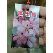 李家果苗 富士櫻 櫻花  粉紅富士櫻 4吋半盆 嫁接苗 花期2-3月 高度20-30公分 特價200元