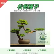 現貨【松樹種籽】四季種植 美人鬆 油鬆 華山鬆 鬆樹盆栽旺宅好運觀賞盆栽松樹 觀賞花卉種籽 羅漢松造景盆栽種籽