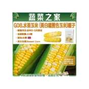(店+)【蔬菜之家】G08.水果玉米種子20顆 F1.黃白雙色玉米雙色超甜玉米穗大甜度高
