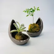 花盆王 知雨若泥 台灣現貨 多肉植物小品盆景 月亮造型盆 月下鞍馬盆南蠻盆異形盆 苔球盤黑松羅漢松楓樹櫸樹珍珠柏造景盆景