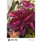 滿築觀葉彩葉草（84）