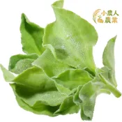 現貨隔日寄 水晶冰菜種子 冰花菜苗 新鮮蔬菜種籽 家庭園藝 盆栽種植 四季可播 耐熱耐寒 易活 台灣出貨