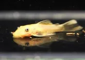 藍眼鬍子 藍眼 鬍子魚 紅眼鬍子 雪花鬍子 24K鬍子 藍眼大帆 紅眼大帆 雪花大帆 各是大帆魚