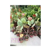 (店+)花森好市-落葉喬木 **海葡萄樹(A)**-海葡萄/6吋盆/高15-40cm/MA