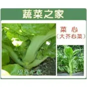 【蔬菜之家滿額免運】A27.菜心種子1000顆(大心芥菜.刈菜心 節間長，莖中粗，皮較薄 )葉菜類種子