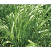 【隔日到貨】 黑麥草種子 特殊黑麥草 種子  1公斤 適合冬季播種 一年生 牧草 生長迅速  貓、狗、兔等寵物可食用