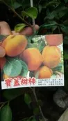 ╭＊田尾玫瑰園＊╯水果苗-(寶蓋甜柿)4吋2尺500元