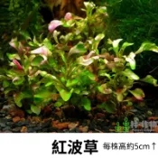 《林作物》水草 現貨/含發票【紅波草】耐水性 兩棲植物 水陸缸 苔蘚缸 戶外缸水草 水生植物 新手級 水草造景