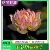 🔥台灣現貨 特價碗蓮 已開口現貨 荷花蓮花碗蓮46種荷花/蓮花種子四季播種水生植物睡蓮花盆水耕植物荷花種子水培盆栽春夏