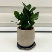 【一畝禾】附手工底盤 金錢樹 發財樹 元寶樹 素面水泥盆 室內植物 觀葉植物 北歐植物 盆栽 辦公室盆栽 沐時 同款