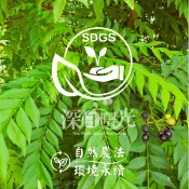新鮮咖哩葉/香料入菜/Murraya koenigii/自然農法無農藥栽培/友善環境/純露製作/乾燥/料理【曙光香草園】