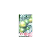 (店+)花森好市-水果果苗 **綠皮砂糖橘(嫁接苗)**4.5吋盆/高50-70cm/MA*不建議超取*