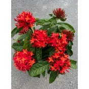 大王紅花 仙丹｜6吋盆～多年生開花小灌木⋯