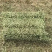 幼寵適吃軟質草捆 25公斤 萌寵牧草 兔子草 提摩西一割 苜蓿 燕麥草 百幕達 溫和呵護幼年荷蘭豬豚鼠龍貓