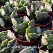 沅鈺農場   多肉植物   一吋盆/天章神響曲 永樂