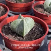 沅鈺農場   仙人掌   四爪鸞鳳玉