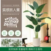 ▼高CP值▼仿生植物▼質感旅人蕉 龜背葉 散尾葵 居家布置 室內設計 庭園設計 景觀設計 各種美觀的大型植物