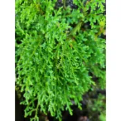 苔鑽🍀 ❗️買2送1❗️異葉卷柏「片裝10x10cm」卷柏 江南卷柏 岩柏草 石柏 擬蕨類植物 生態瓶造景 半水景生態缸