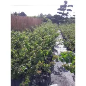 九重葛/九重葛苗/永吉種苗園