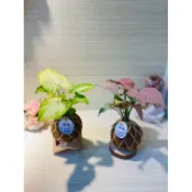《藤興手作工坊》粉紅佳人/金玉合果芋水苔球_療癒小物_植栽_辦公室擺設_送禮_室內植物_淨化空氣