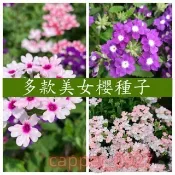 新采摘【美女櫻種子】美女櫻花 四季開花耐寒耐旱花卉種子 觀賞花卉種子 四季種植 開花機器