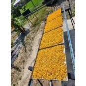 友善種植芳香萬壽菊-花