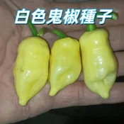 【白色鬼椒種子】台灣現貨 超辣鬼椒 幽靈椒種子 居家陽台盆栽種植 自種辣椒 園藝 新鮮種子 高發芽率 易種