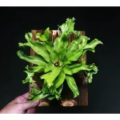 柯比植物 眼鏡蛇山蘇 18X25CM碳化板 鹿角山蘇  上板  實木松木板 可掛牆 蕨類植物 植物上板