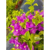 《頂上花藝》紫金王朝 九重葛 ／ 金邊斑葉／富貴尊榮