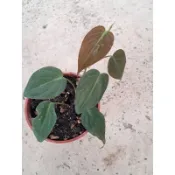 黑金蔓綠絨 觀葉（3吋）