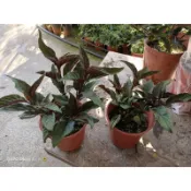 煙火花☆定160元☆6寸盆