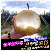 四季蜜雪梨苗✅全年生不停✅已生過嫁接苗盆栽 水梨苗 梨苗 蜜雪梨苗 樹苗 果苗 矮化果樹 矮生盆栽 矮化盆栽 4029