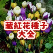 次日達-（藏紅花種子大全）當季新籽 發芽率高 花開爆盆  花香濃郁 觀賞性強 可食用 陽台庭院盆栽 新手易種植 #超優惠