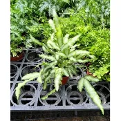 一禪種苗園-吸收甲醛/淨化空氣〈黃脈鳳尾蕨(井邊草)〉室內植物-3吋盆/台灣地區極普遍的原生蕨類/用於居室養殖的