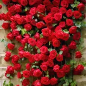 今年最新種子【爬藤玫瑰花種子】大熱銷 香水爬藤薔薇花種子藤本月季 四季種植爬藤大花月季攀援圍墻植物耐寒易種易活超好養殖